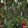 تصاویر ۲۵۰ گونه از سیب بر روی یک درخت